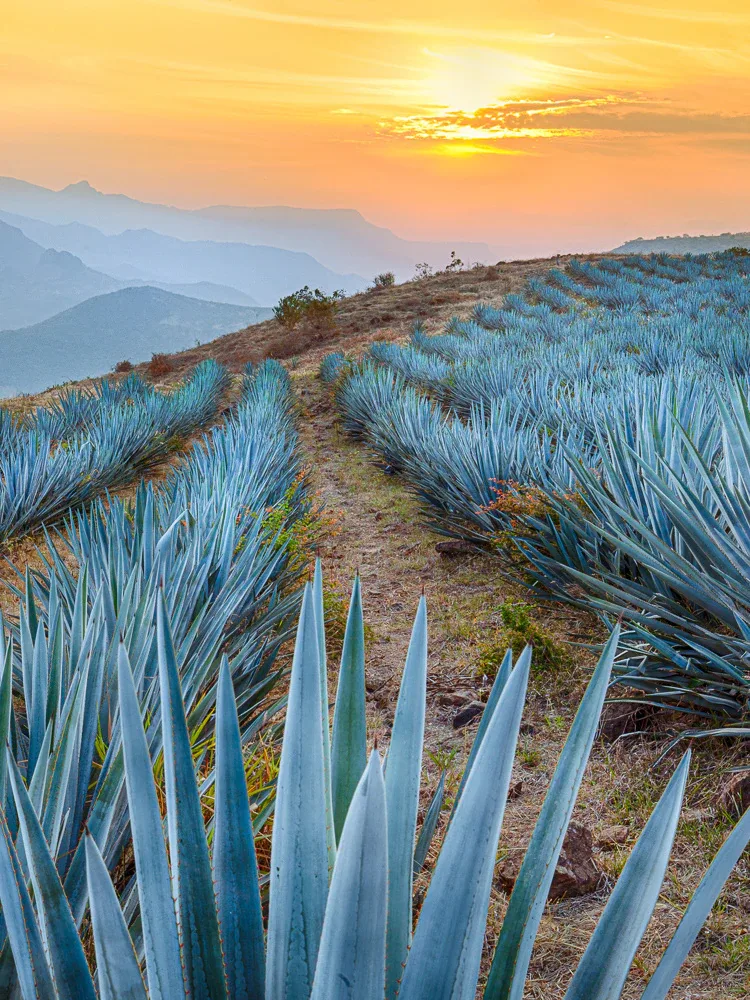 Blue agave plants stretching across a golden landscape